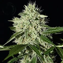 Kera Seeds - Royal Queen Diamond Auto