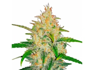 Kera Seeds - Zkittels Auto