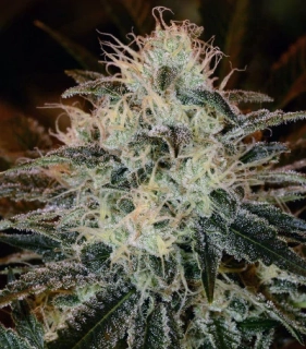 Kera Seeds - American Stafford Auto