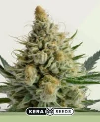 Kera Seeds - Bubblegum Auto