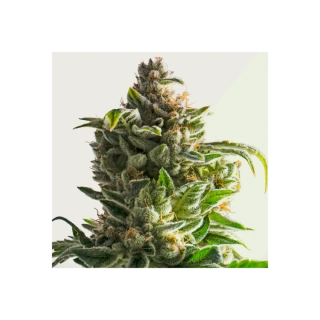 Kera Seeds - Crazy Bud Auto