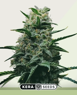 Kera Seeds - Dwarf Auto
