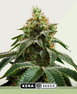 Kera Seeds - Cheese Auto (Crazy Mouse Auto)
