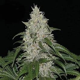 Kera Seeds - Keramatic Auto