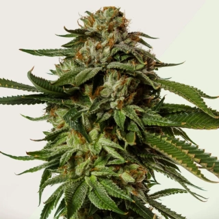 Kera Seeds - NLX Diamond Auto
