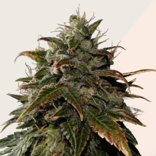 Kera Seeds - OG Kush Auto