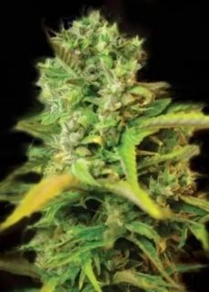 Kera Seeds - Venice Beach Afghan Auto