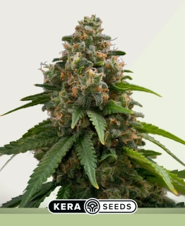 Kera Seeds - Amnesia Auto
