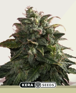 Kera Seeds - Pineapple Sativa Auto