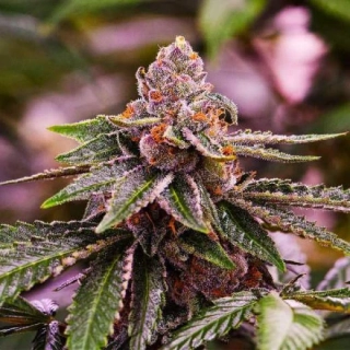 Nirvana - Girl Scout Cookies