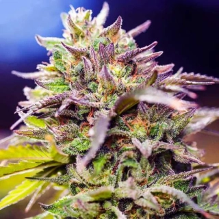 Nirvana - Skunk #1