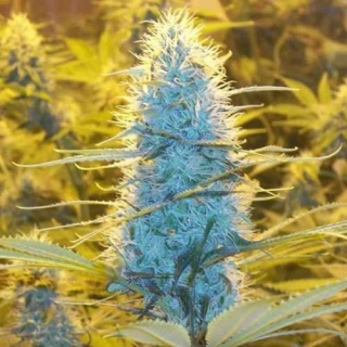 Nirvana - White Widow
