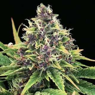 Nirvana - Hindu Kush