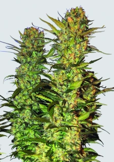Nirvana - Lithium OG Kush