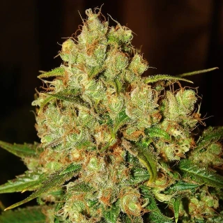 Nirvana - Master Kush