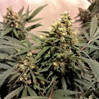 Nirvana - PPP (Pure Power Plant)