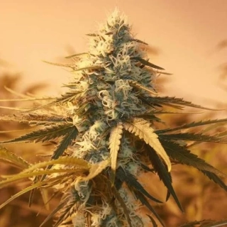 Nirvana - AK-48 regular