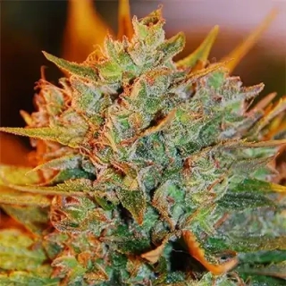Nirvana - Big Bud regular