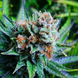 Nirvana - Blue Dream regular