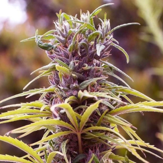Nirvana - Durban Poison regular
