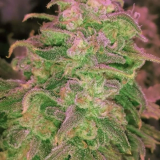 Nirvana - Hawaii Maui Waui regular