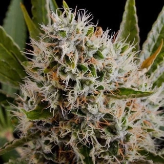 Nirvana - Master Kush regular
