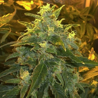Nirvana - Northern Lights regular
