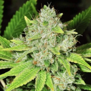 Nirvana - Original Glue regular