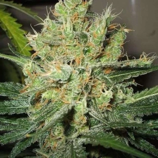 Nirvana - Pure Power Plant regular