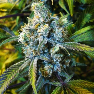 Nirvana - Super Silver Haze regular