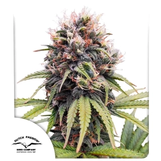 Dutch Passion Euforia