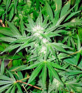 Nirvana - White Widow regular