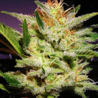 Nirvana - Durban Poison