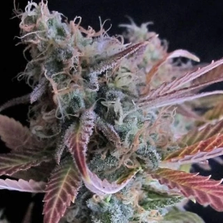 Nirvana - Raspberry Cough