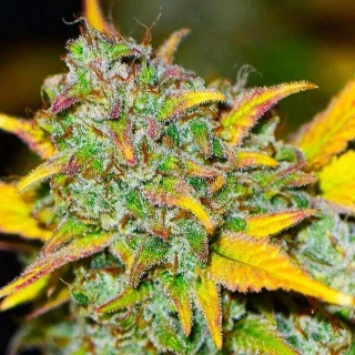 Nirvana - Gelato Auto