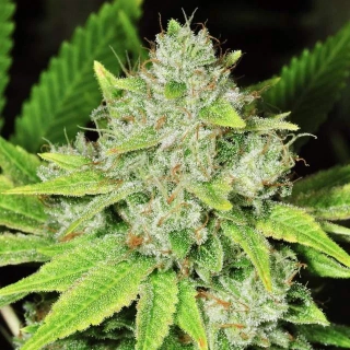 Nirvana - Original Glue Auto