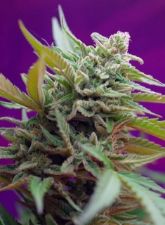 Nirvana - BlackJack Auto