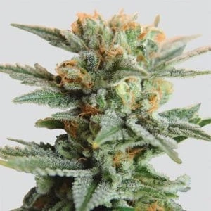 Nirvana - Blueberry Auto