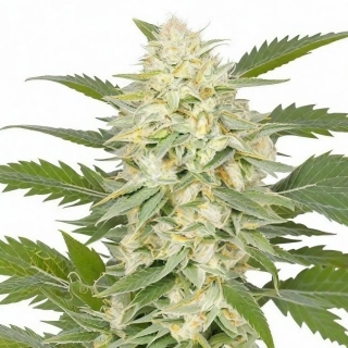 Nirvana - Ice Auto