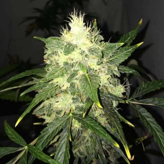 Nirvana - Master Kush Auto