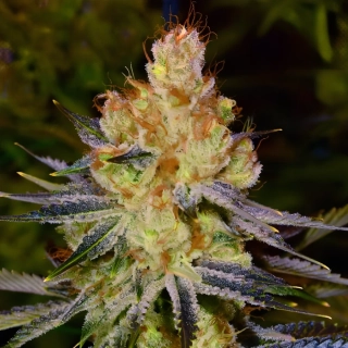 Nirvana - Orange Bud Auto