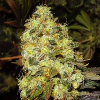 Nirvana - Skunk #1 Auto