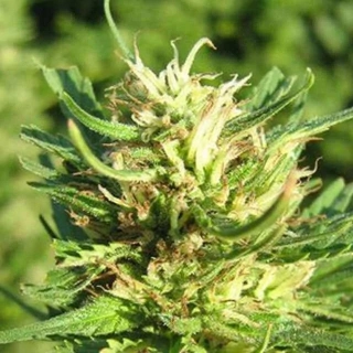 Nirvana - Super Skunk Auto