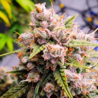 Nirvana - Auto Aurora Indica