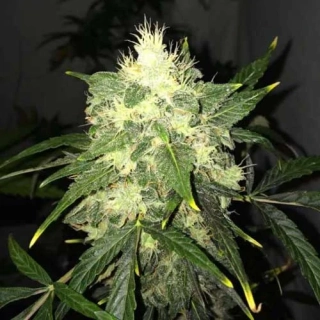 Nirvana - Lithium OG Kush Auto