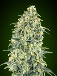 Nirvana - White Widow Auto