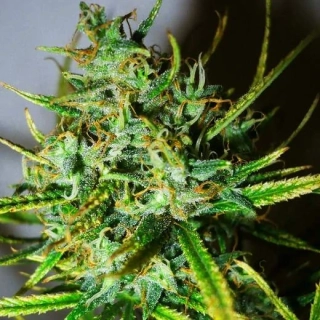 Nirvana - Top-44 Auto