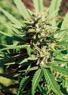 Nirvana - Amnesia Haze Auto