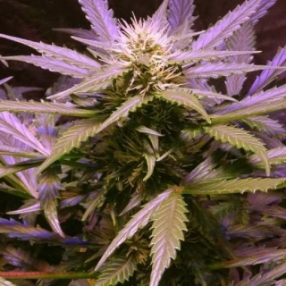 Nirvana - Lemon OG Haze Auto