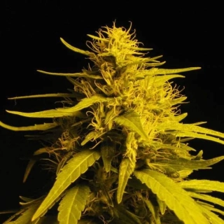 Nirvana - Amnesia Auto